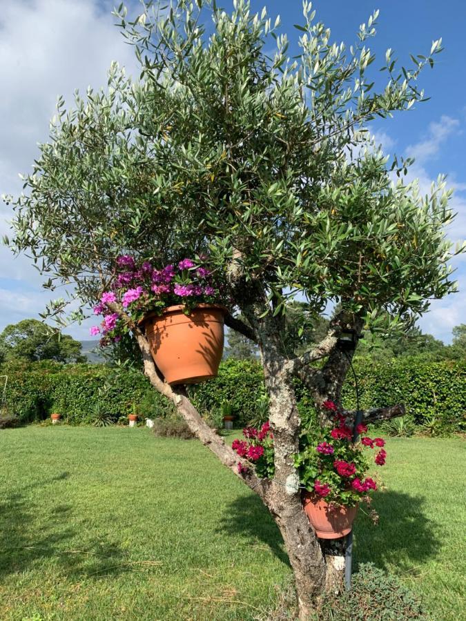 Вілла Quinta Do Pinheiral Favoes Екстер'єр фото
